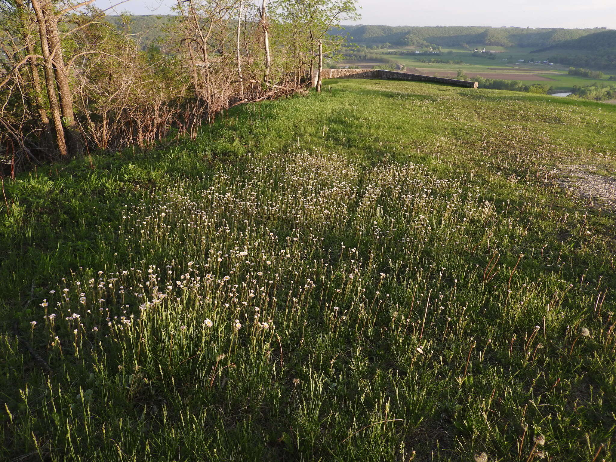 Plancia ëd <i>Erigeron <i>pulchellus</i></i> var. pulchellus