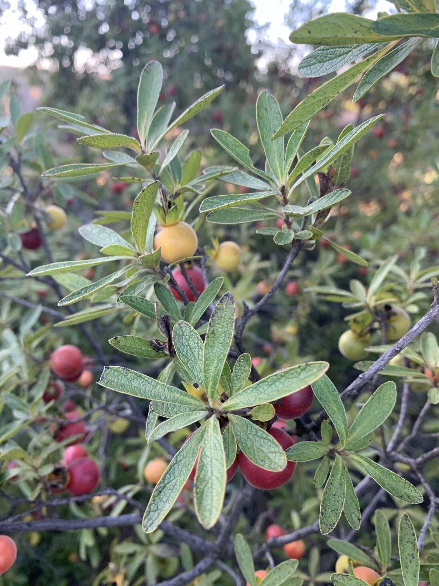 Sivun Diospyros lycioides subsp. guerkei (Kuntze) De Winter kuva