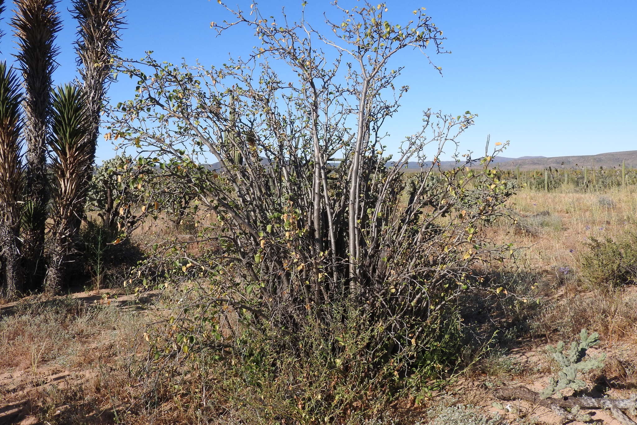 Image of Arizona nettlespurge