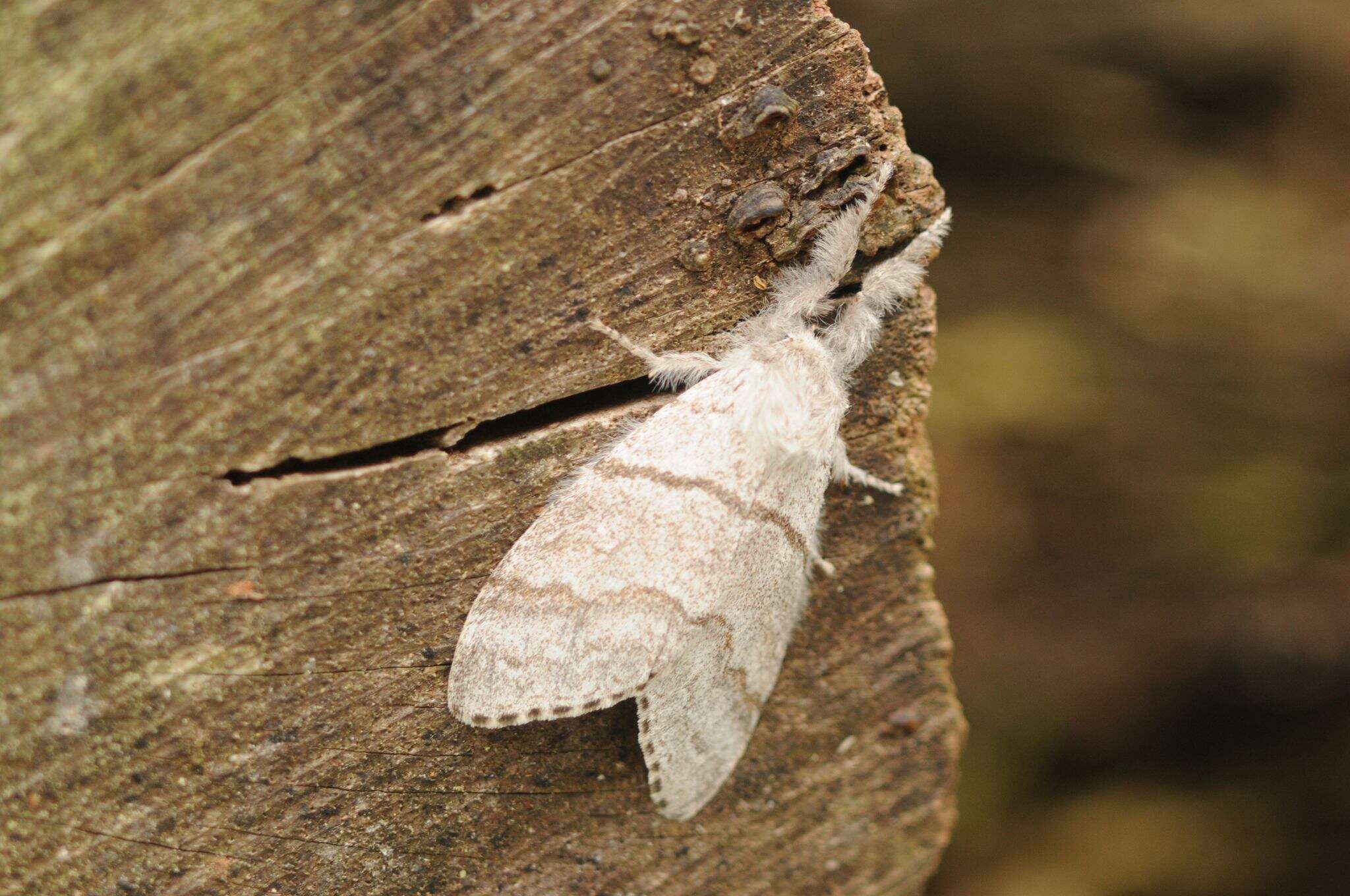 Слика од Calliteara pudibunda Linnaeus 1758