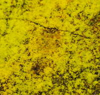 Image of dust lichen