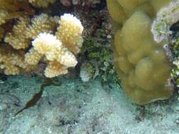 Image of Snowflake moray