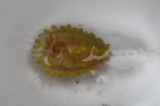 539.snuqh snu267 icerya seychellarum 1444332016 jpg.580x360