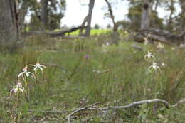 Image of Stark white spider orchid