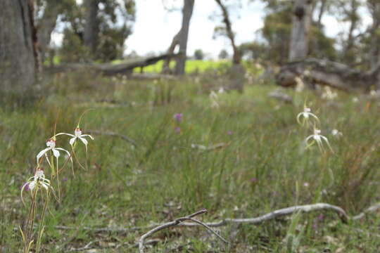 Caladenia longicauda subsp. eminens (Domin) Hopper & A. P. Br.的圖片