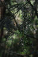 Image of Taiwan Fir