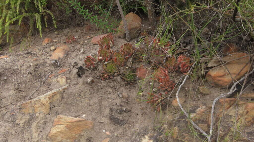 Image of Haworthiopsis fasciata (Willd.) G. D. Rowley