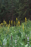 Image of Ligularia heterophylla Rupr.