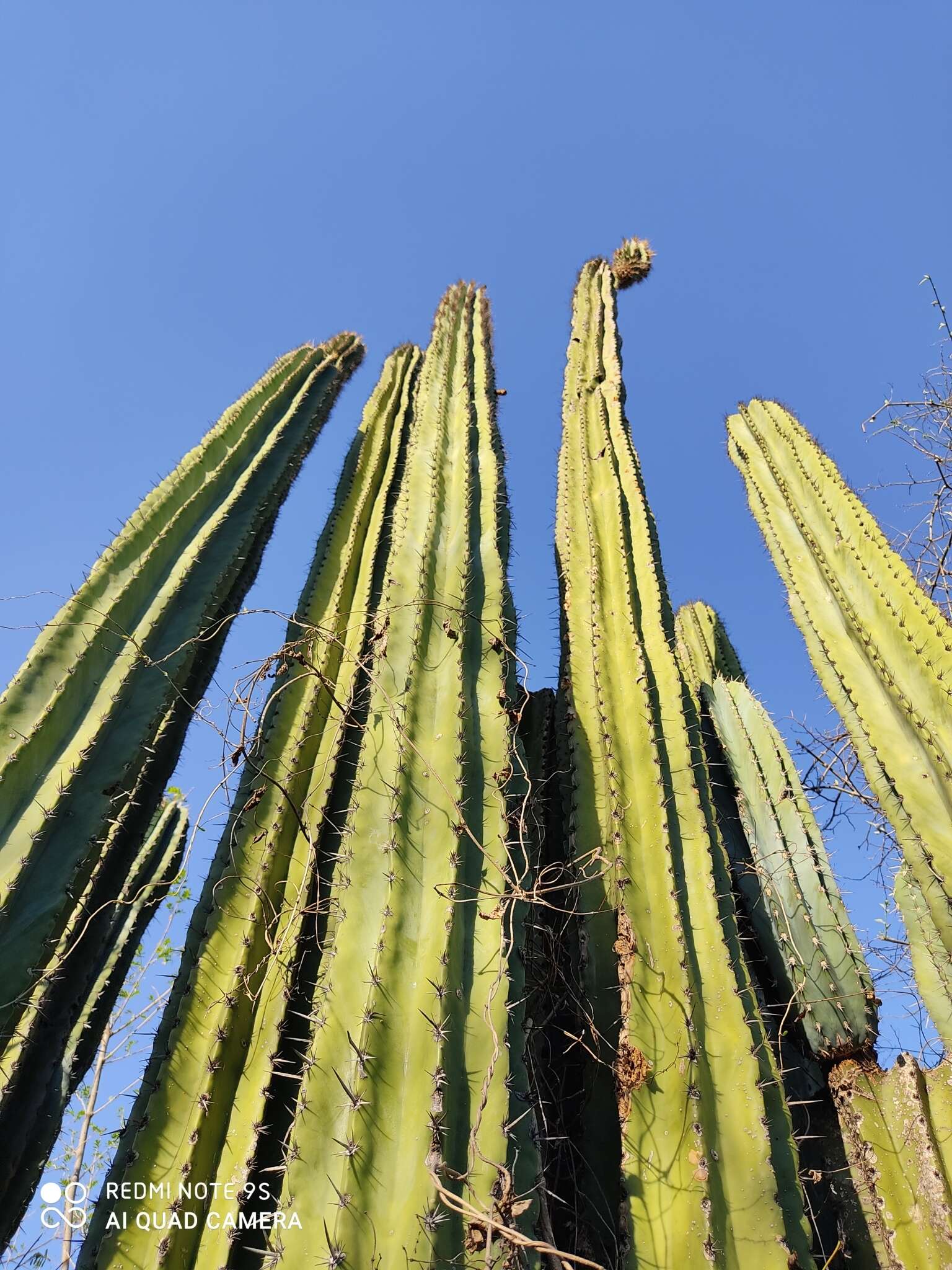 Image of Pachycereus grandis Rose