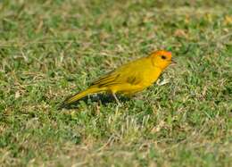 Image of Saffron Finch