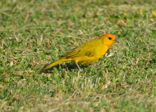 Image of Saffron Finch