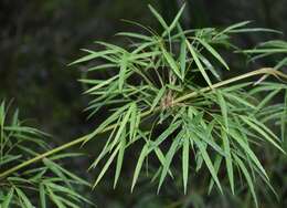 Image of hedge bamboo