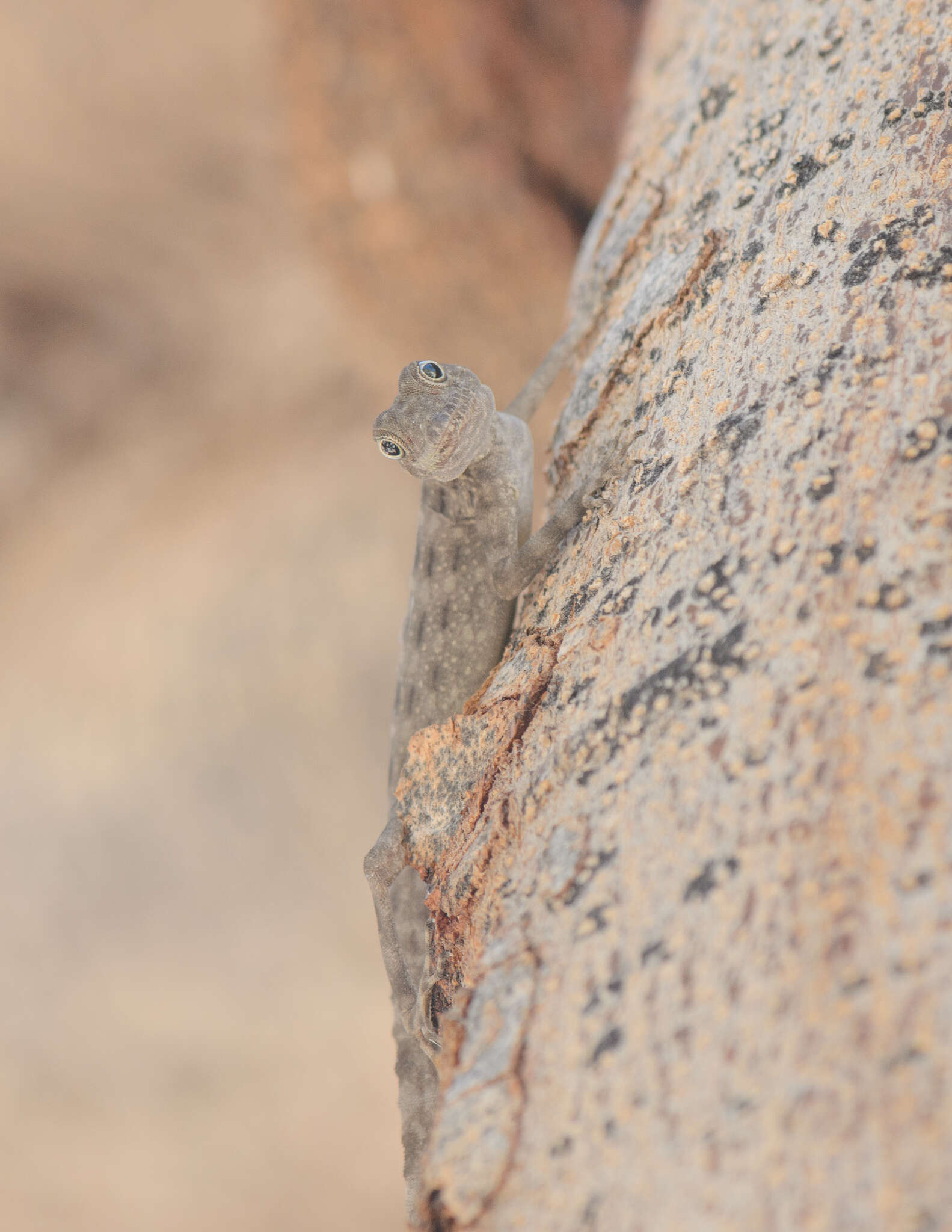 Image of Blanford's Rock Gecko