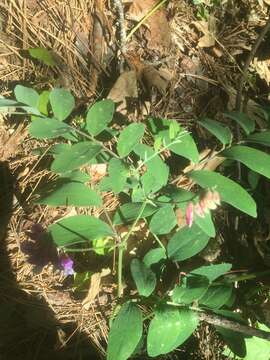 Plancia ëd Lathyrus venosus Willd.