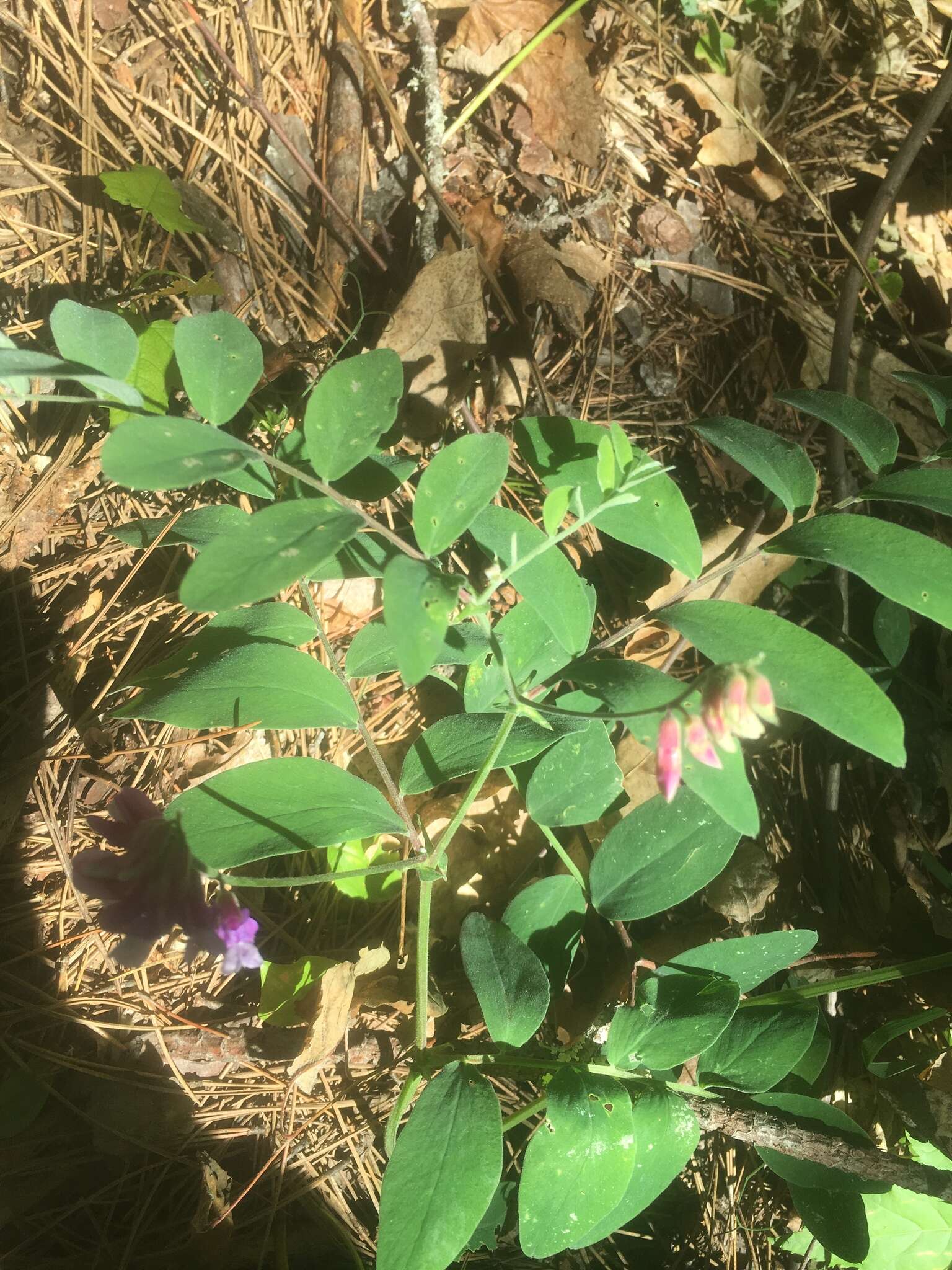 Imagem de Lathyrus venosus Willd.