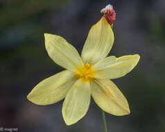 Image of Bobartia filiformis (L. fil.) Ker Gawl.