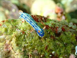 Image de Hypselodoris festiva (A. Adams 1861)