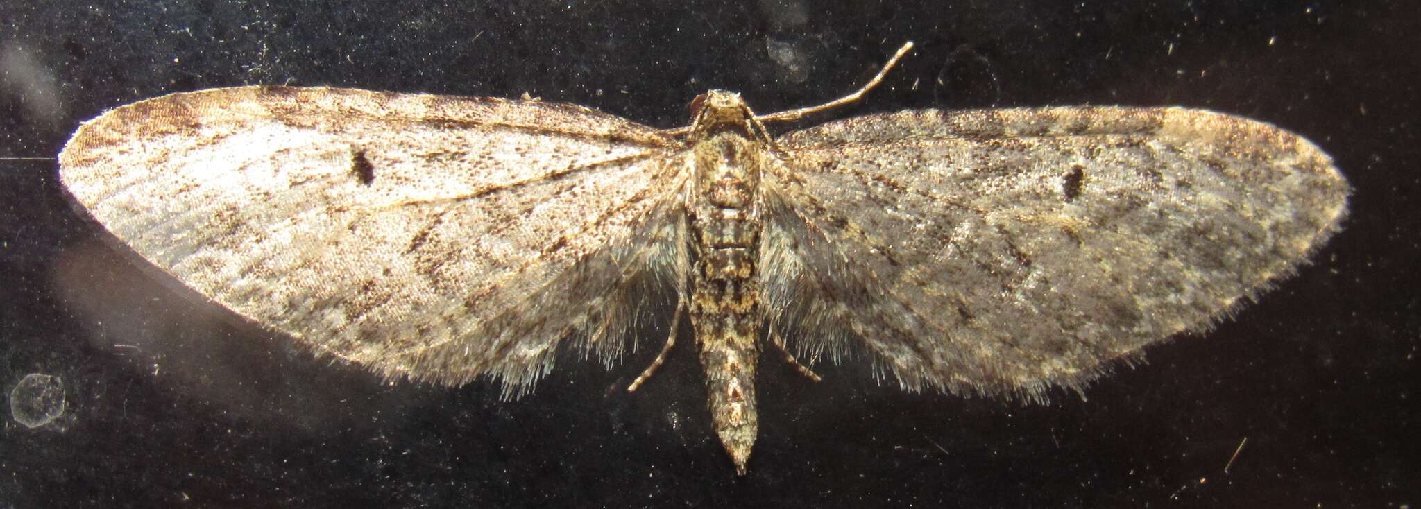 Image of Eupithecia olivacea Taylor 1906