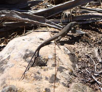 Image of Tiger Whiptail