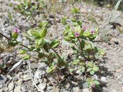 Image of Rattan's monkeyflower