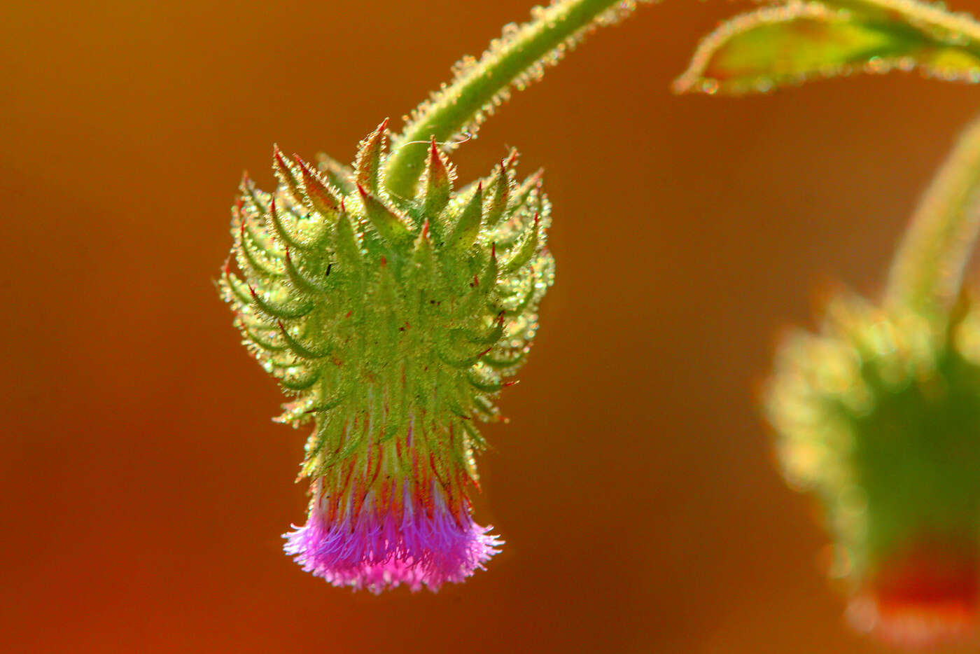 Sivun Laggera crispata (Vahl) F. N. Hepper & J. R. I. Wood kuva