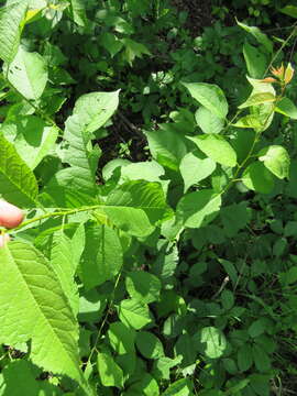 Слика од Prunus nigra Ait.