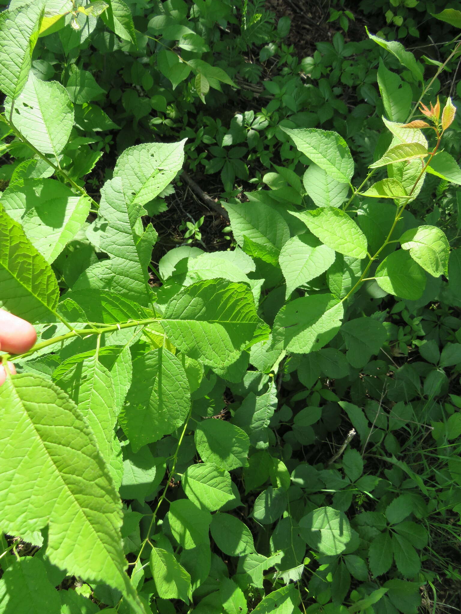 Prunus nigra Ait. resmi