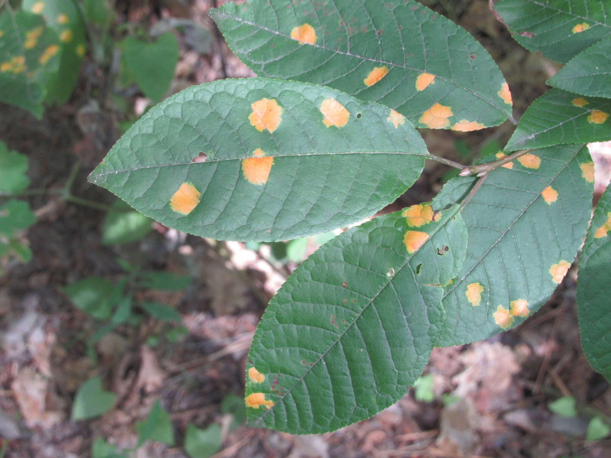 Image of Bird cherry dotty