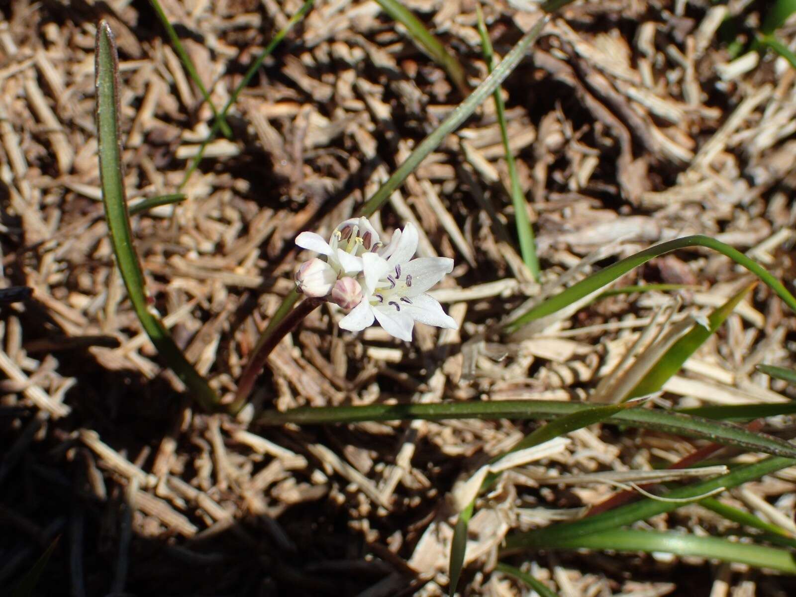 Image of Brimeura fastigiata (Viv.) Chouard