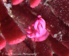 Image of Okenia atkinsonorum Rudman 2007