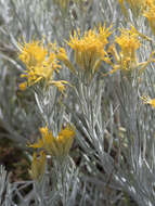 Image of Ericameria nauseosa var. speciosa (Nutt.) G. L. Nesom & G. I. Baird