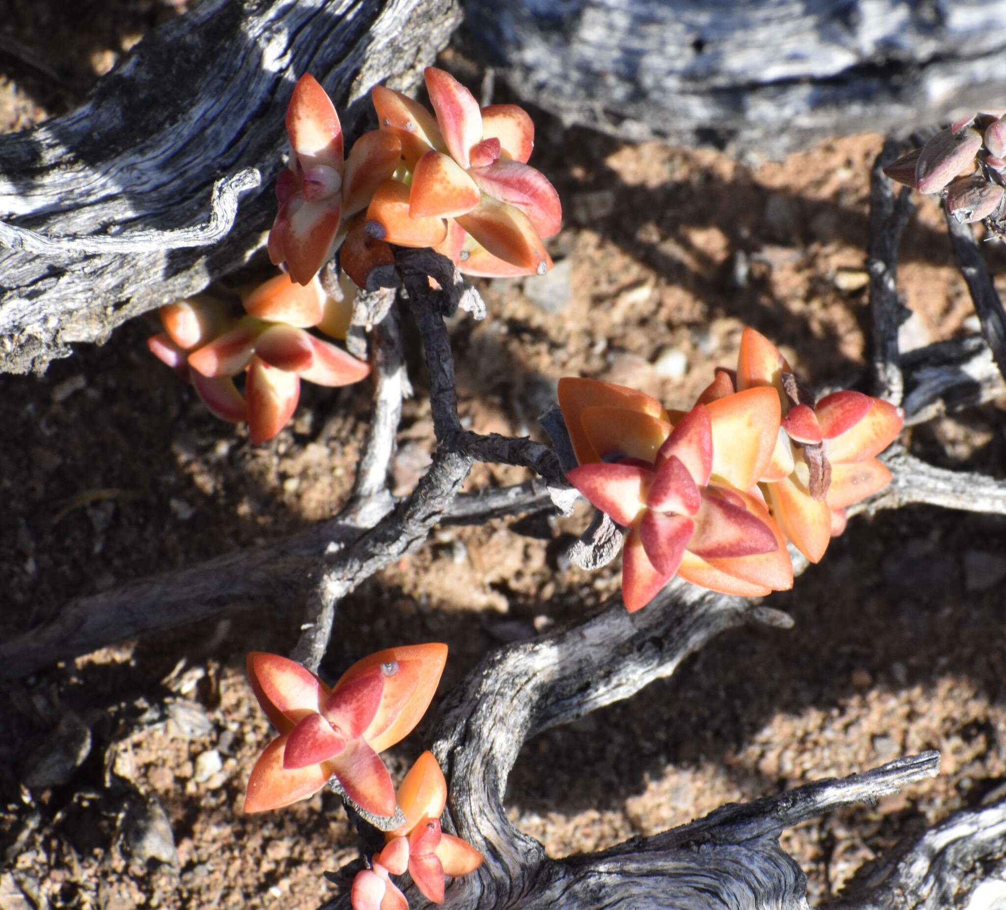 Image of Concertina plant