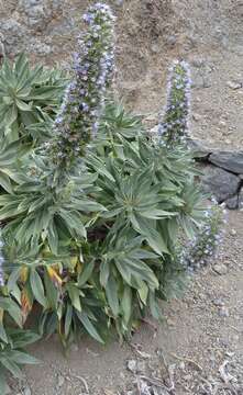 Echium acanthocarpum Svent. resmi