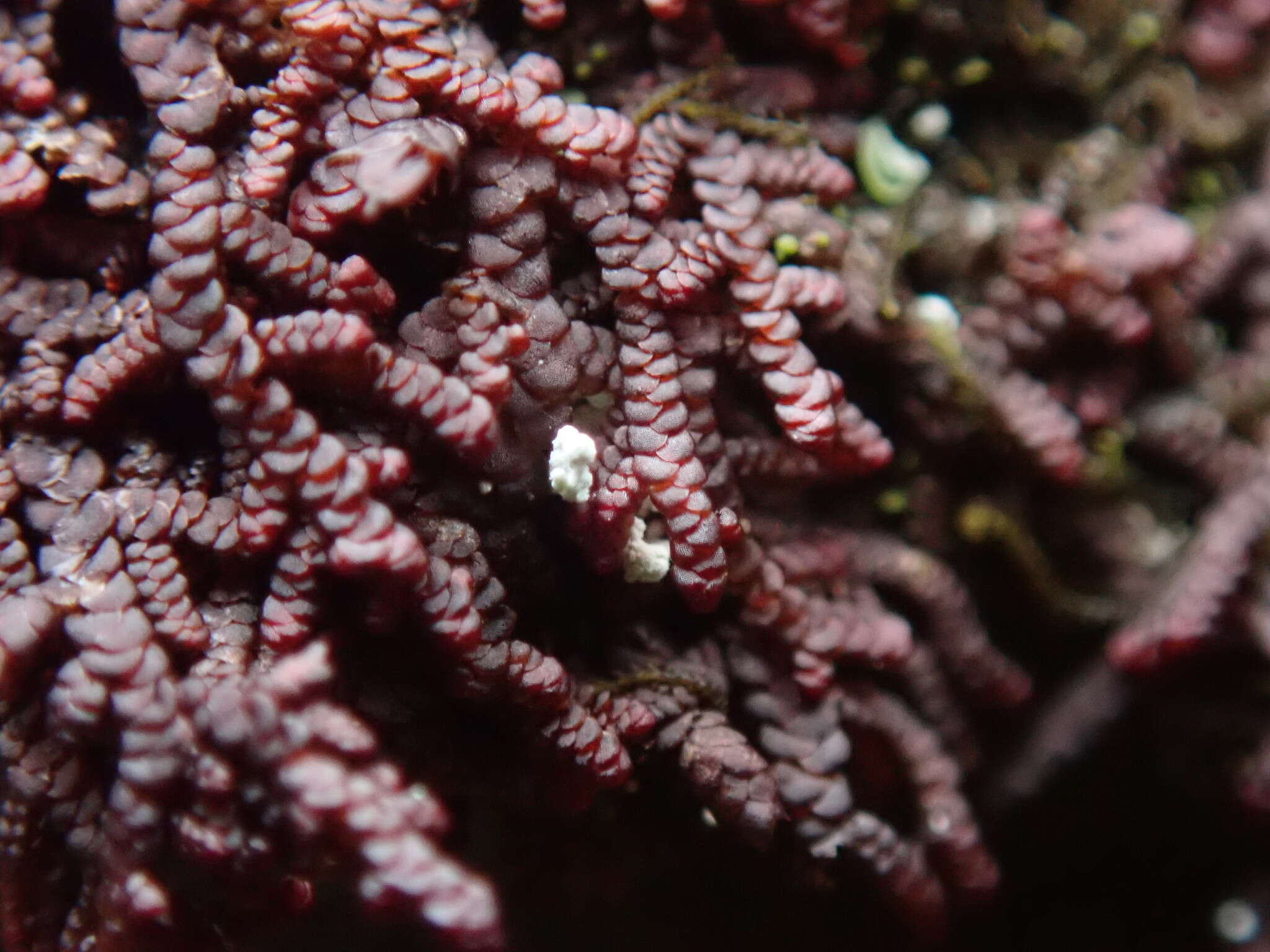 Image of Frullania californica (Austin ex Underw.) A. Evans