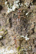 Image of Doleromyrma