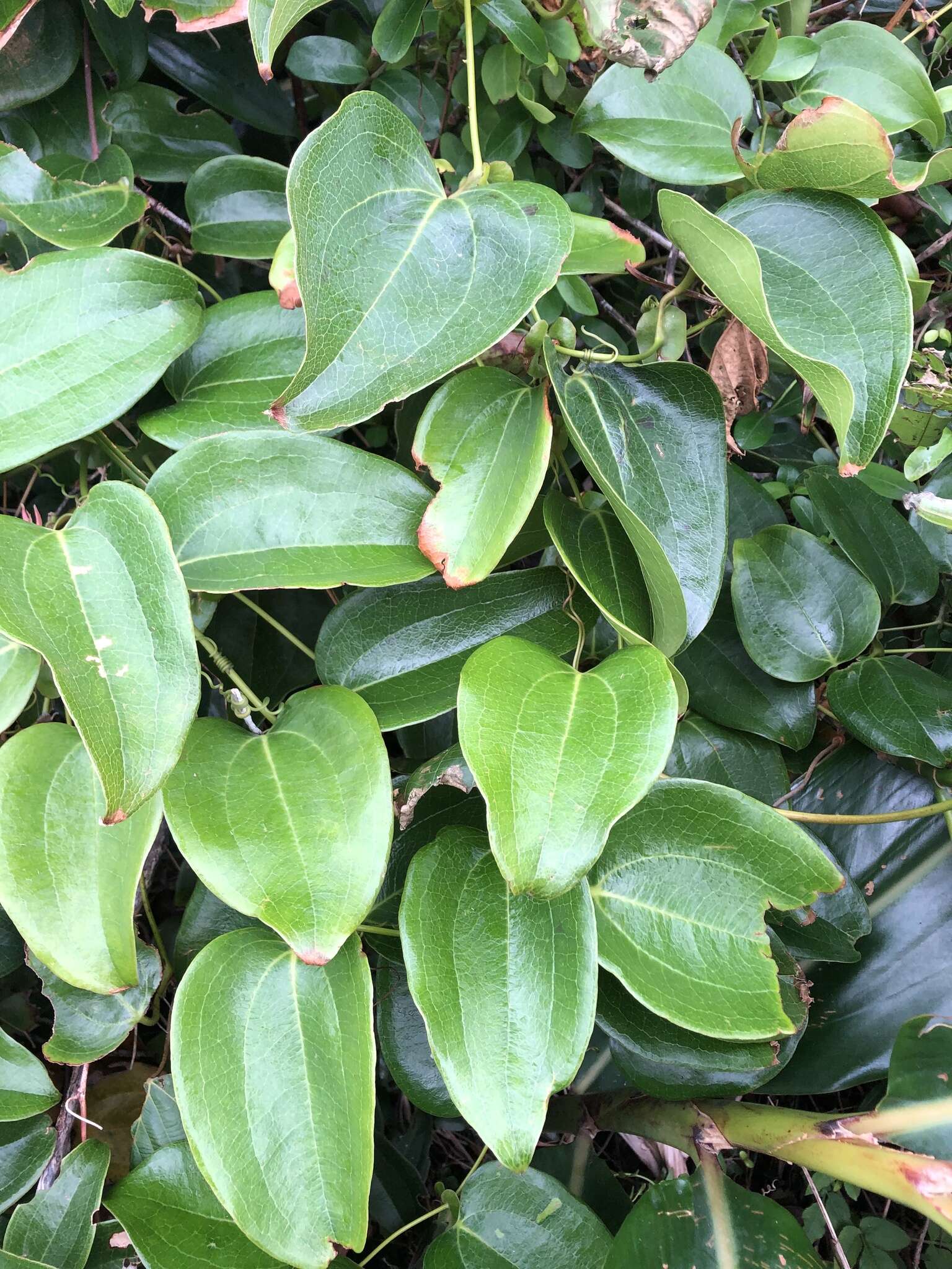 Image of Smilax ocreata A. DC.