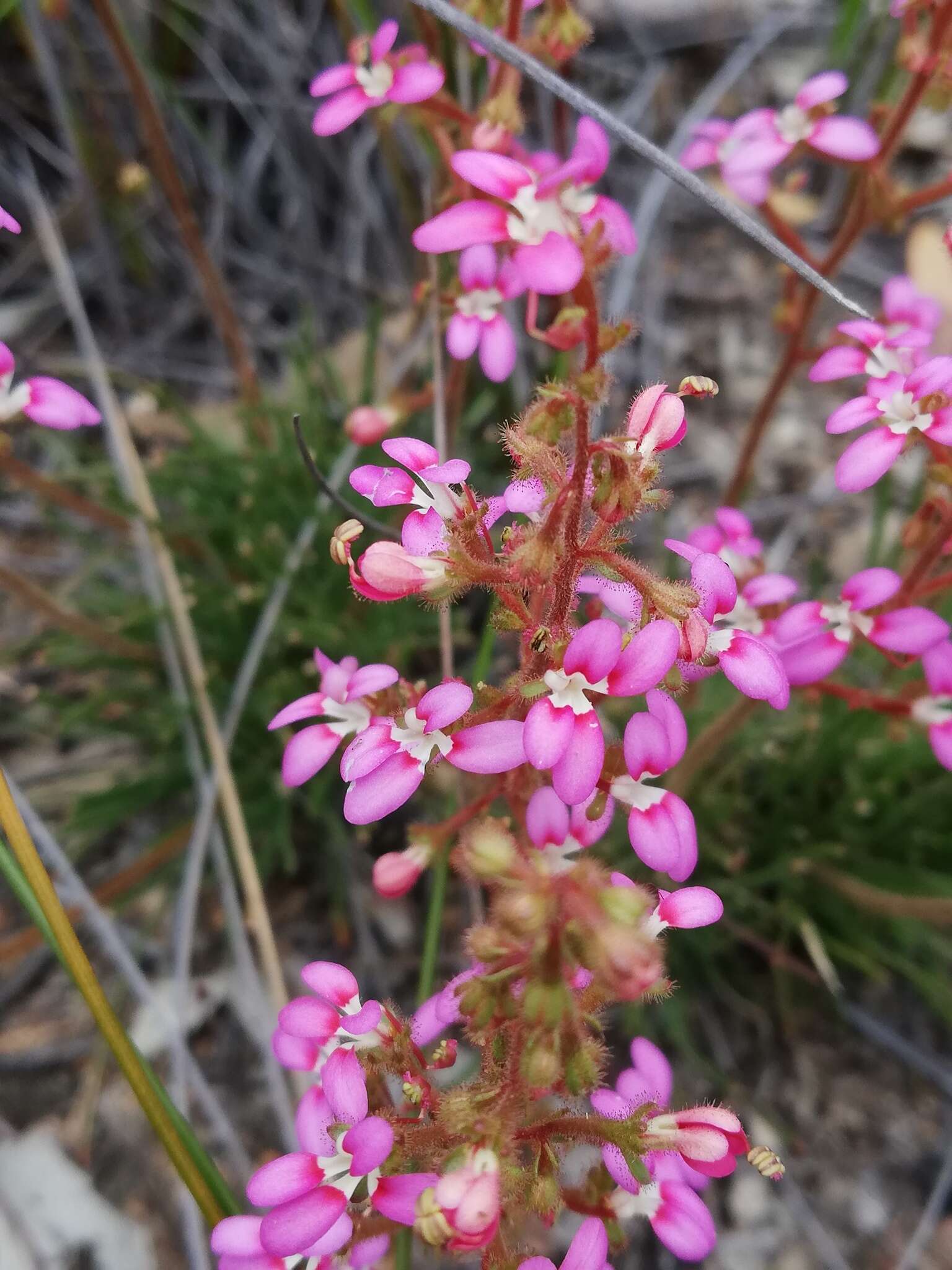 Plancia ëd Stylidium leptophyllum DC.