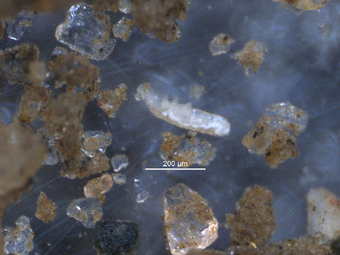 Image of Tullbergiidae