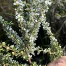 Sivun Leptospermum juniperinum Sm. kuva