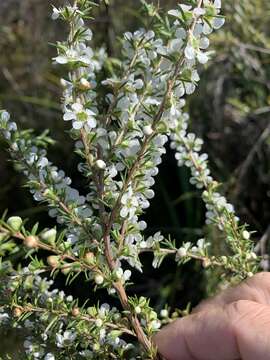 Sivun Leptospermum juniperinum Sm. kuva