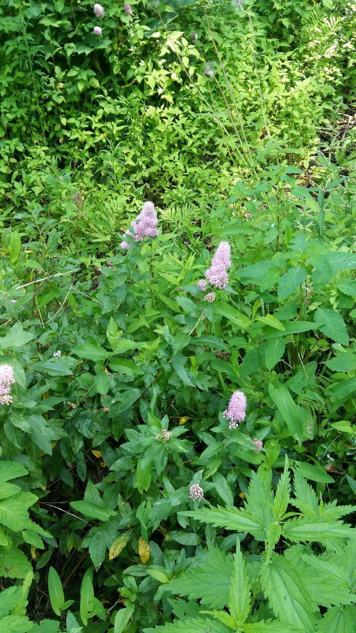 Слика од Spiraea salicifolia L.