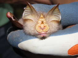 Image of Trefoil Horseshoe Bat
