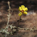 Image of Verbascum fruticulosum Post