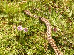 Plancia ëd Vipera ursinii macrops Méhely 1911