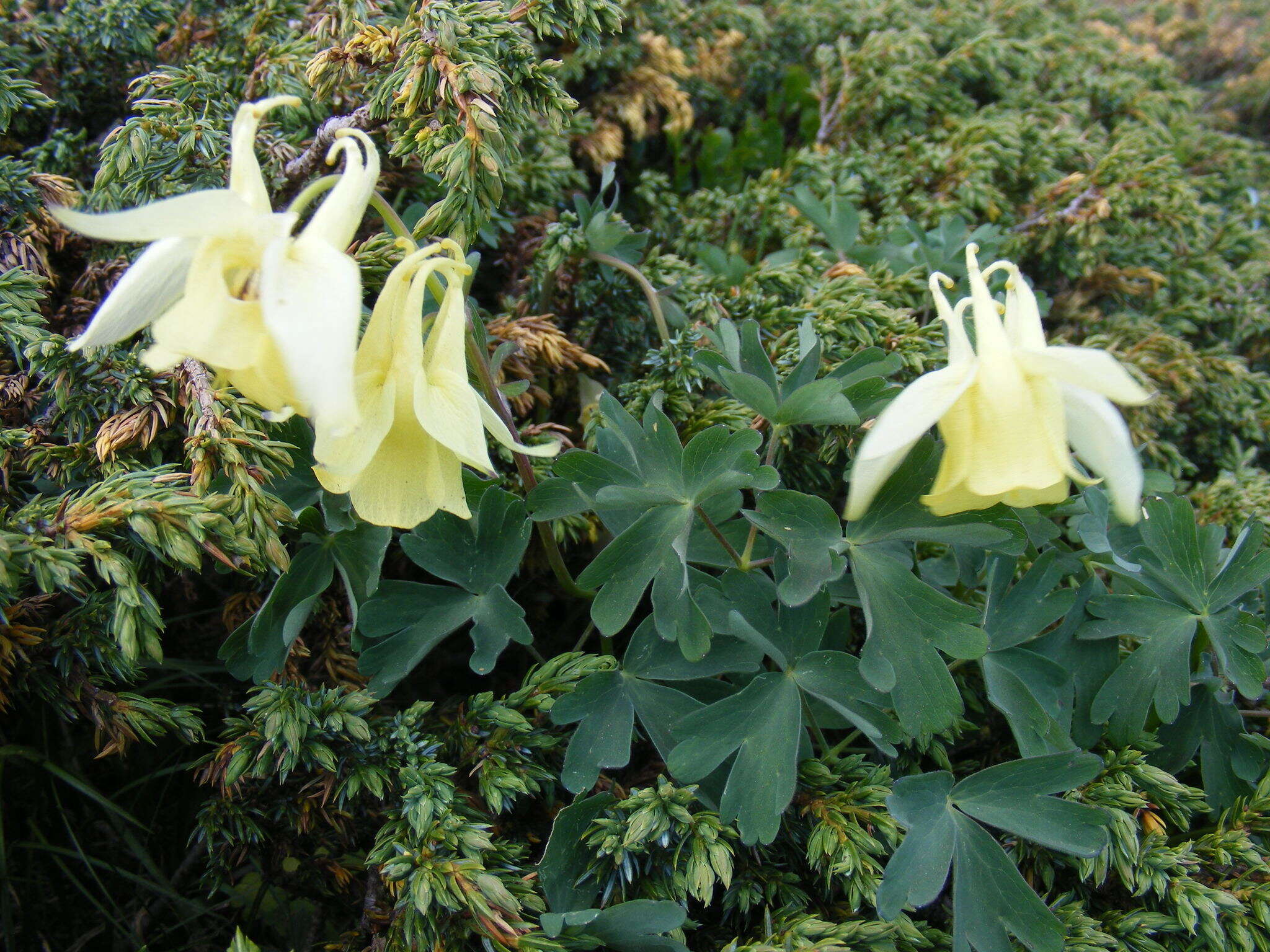 Image of Aquilegia aurea Janka