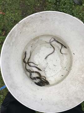 Image of freshwater eels