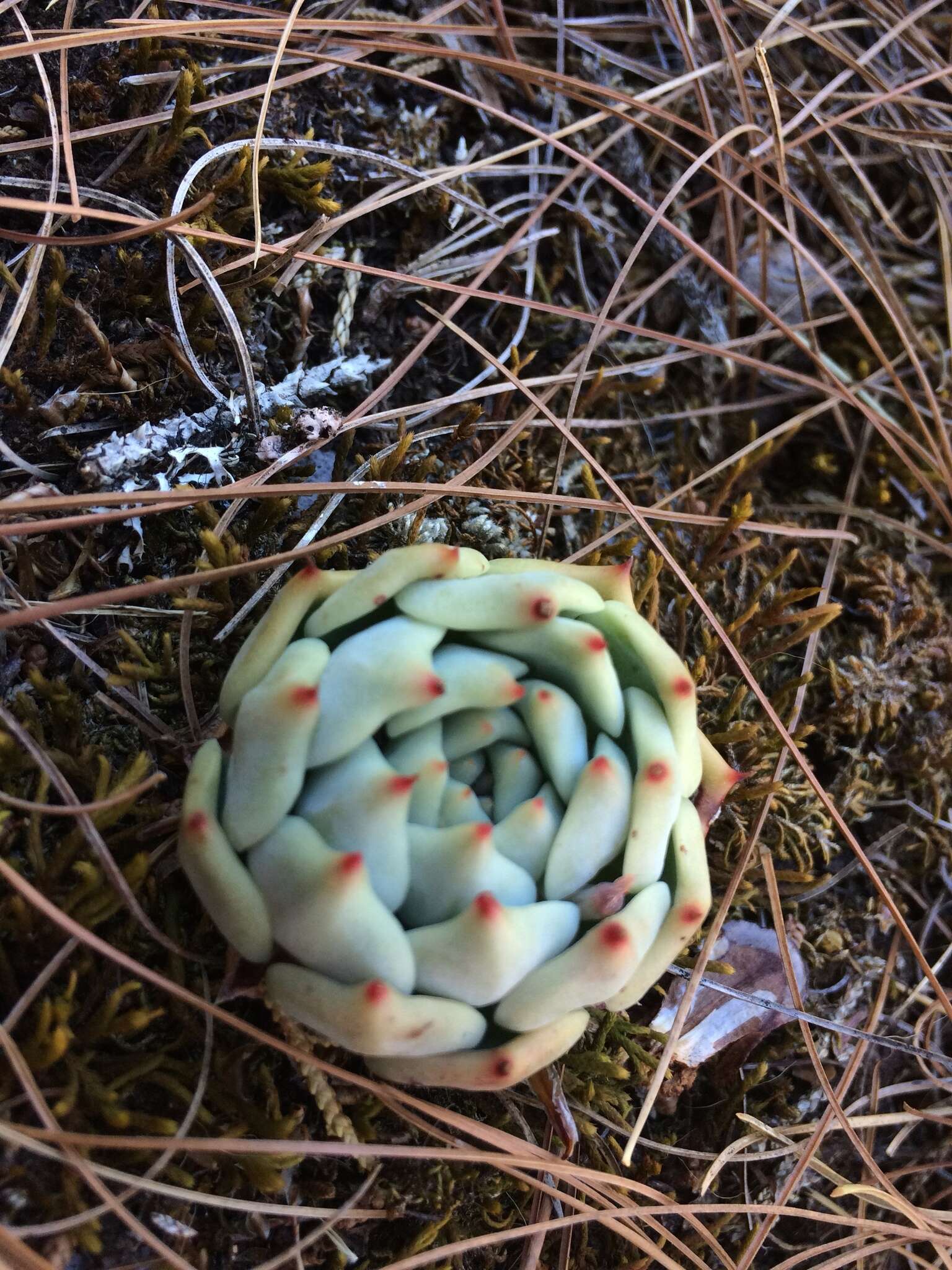 Sivun Echeveria chihuahuaensis v. Poelln. kuva