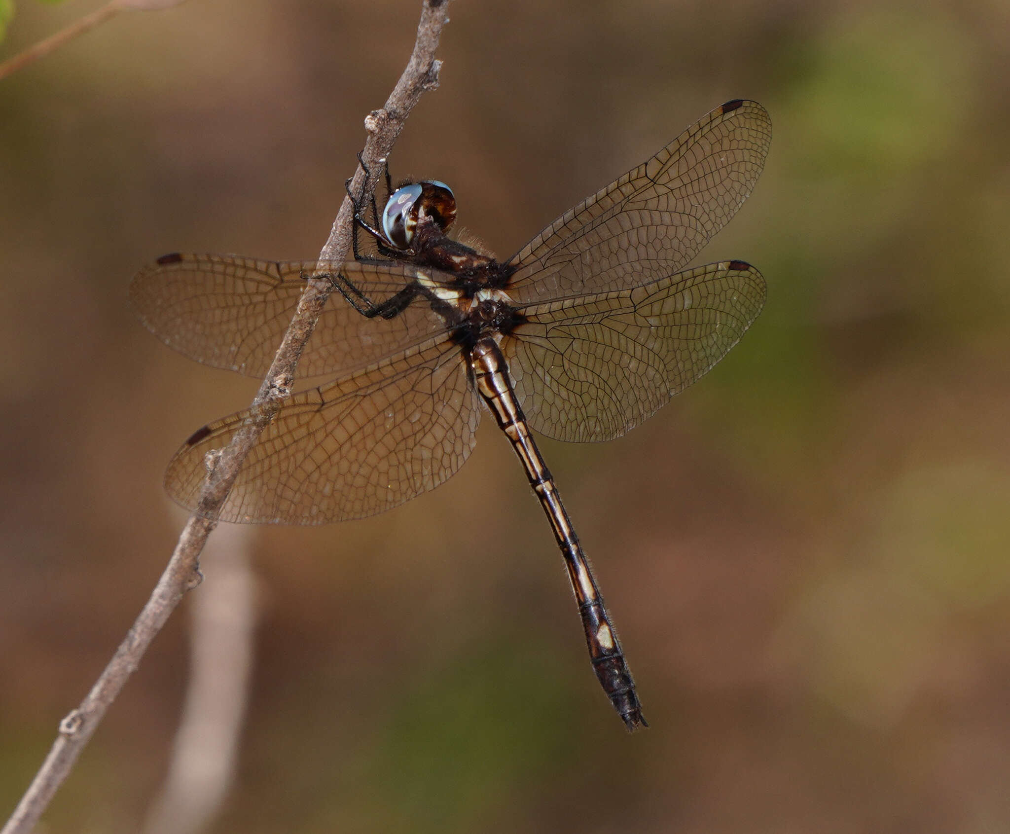 Image of Macrothemis imitans Karsch 1890