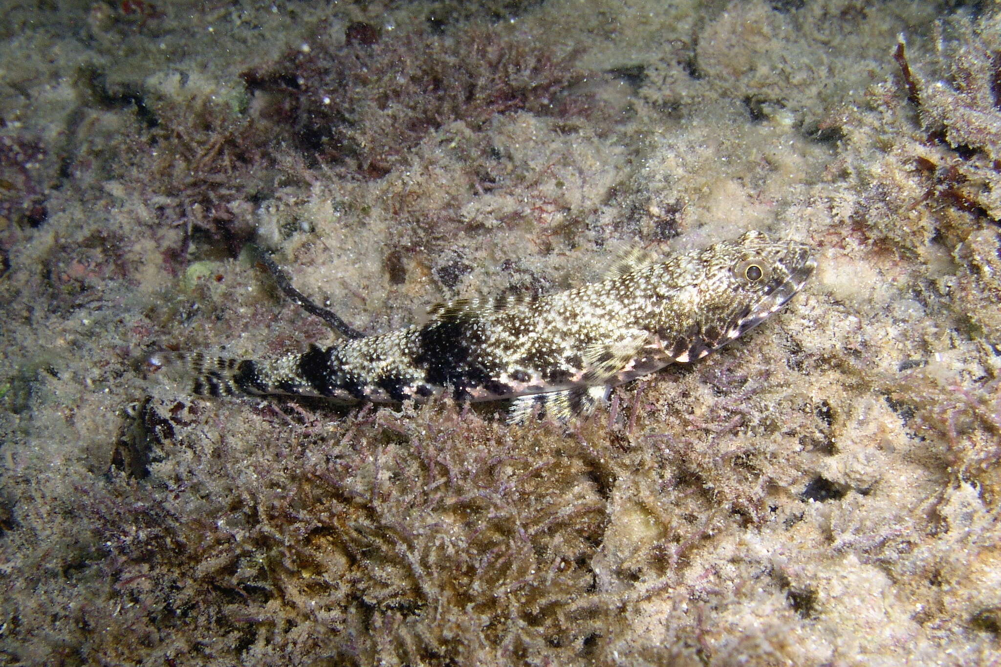 Image of Gracile lizardfish