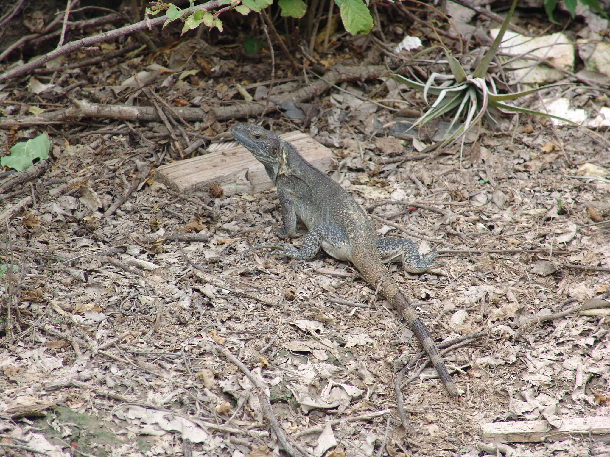 Image de Ctenosaura pectinata (Wiegmann 1834)